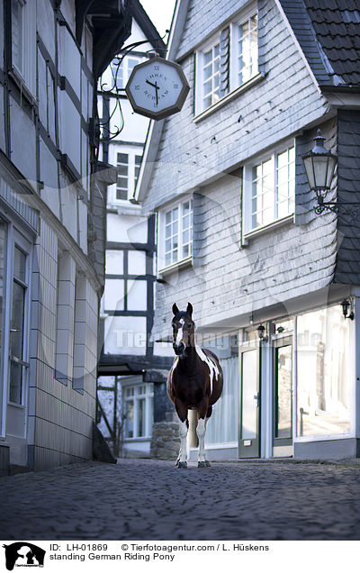 standing German Riding Pony / LH-01869