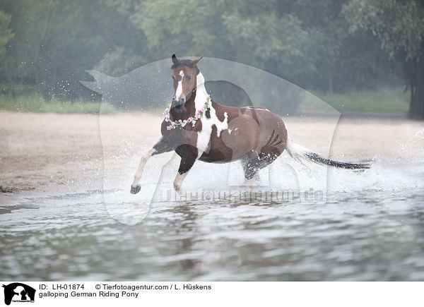 galloping German Riding Pony / LH-01874