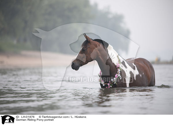German Riding Pony portrait / LH-01876