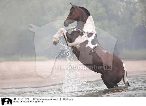 rising German Riding Pony / LH-01877