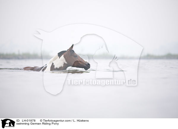 swimming German Riding Pony / LH-01878