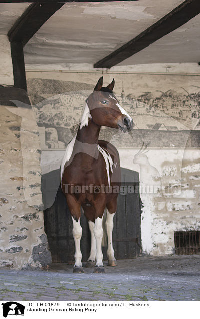 standing German Riding Pony / LH-01879