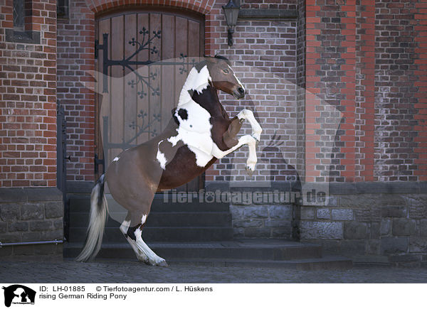 rising German Riding Pony / LH-01885