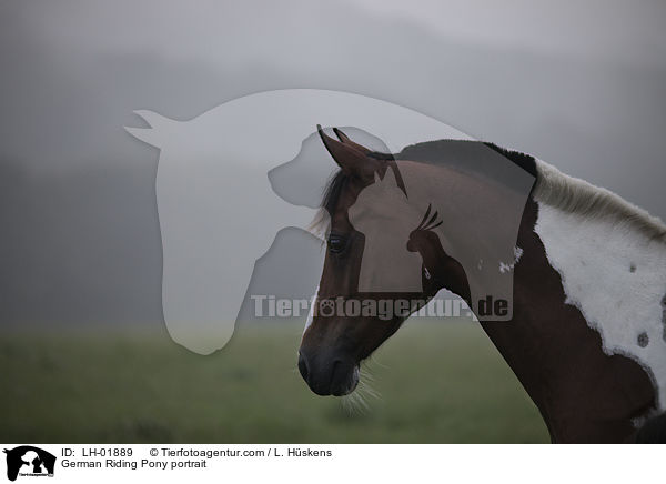 German Riding Pony portrait / LH-01889