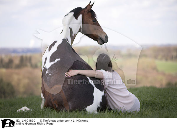 sitting German Riding Pony / LH-01890