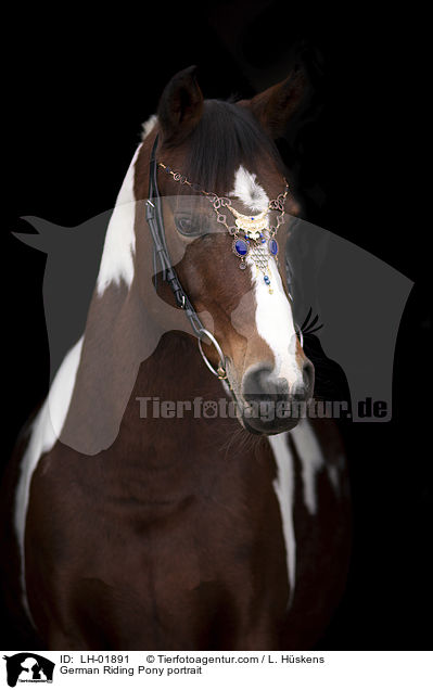 German Riding Pony portrait / LH-01891