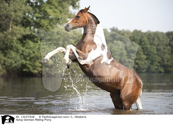 rising German Riding Pony / LH-01938