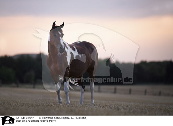 standing German Riding Pony / LH-01944