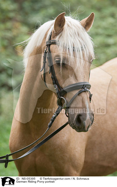 Deutsches Reitpony Portait / German Riding Pony portrait / NS-05395