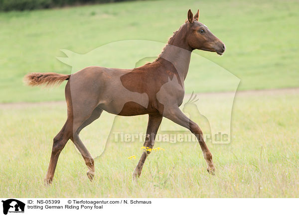 trabendes Deutsches Reitpony Fohlen / trotting German Riding Pony foal / NS-05399