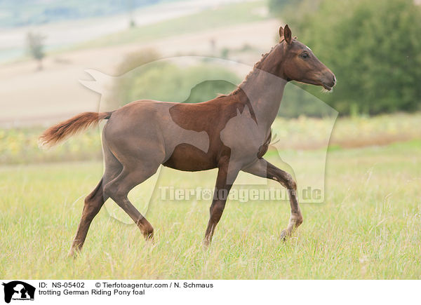 trabendes Deutsches Reitpony Fohlen / trotting German Riding Pony foal / NS-05402