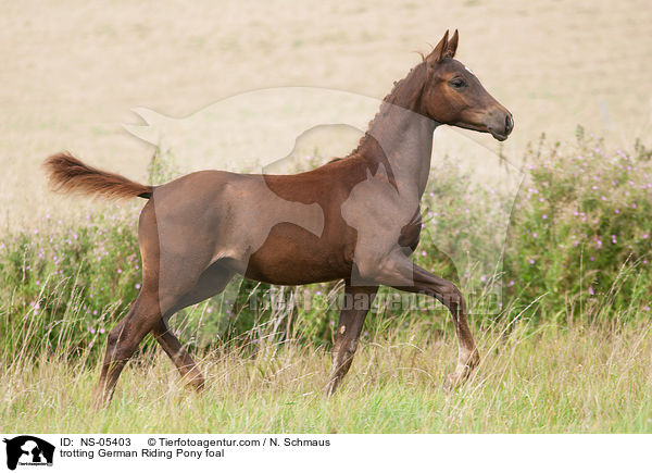 trabendes Deutsches Reitpony Fohlen / trotting German Riding Pony foal / NS-05403