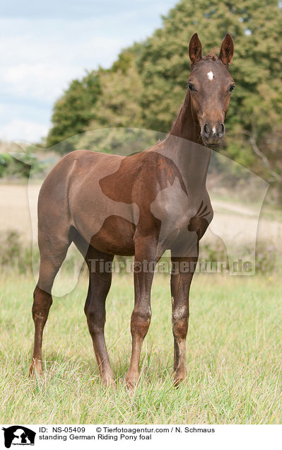 stehendes Deutsches Reitpony Fohlen / standing German Riding Pony foal / NS-05409
