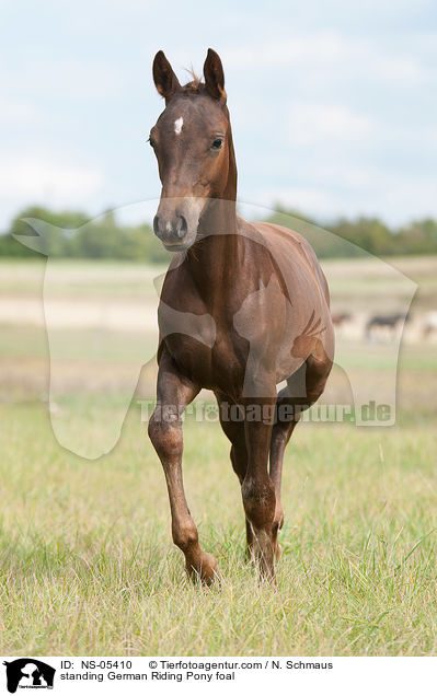 stehendes Deutsches Reitpony Fohlen / standing German Riding Pony foal / NS-05410