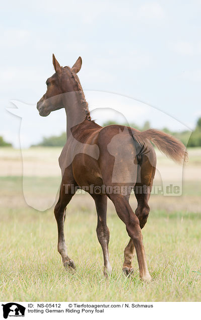 trabendes Deutsches Reitpony Fohlen / trotting German Riding Pony foal / NS-05412