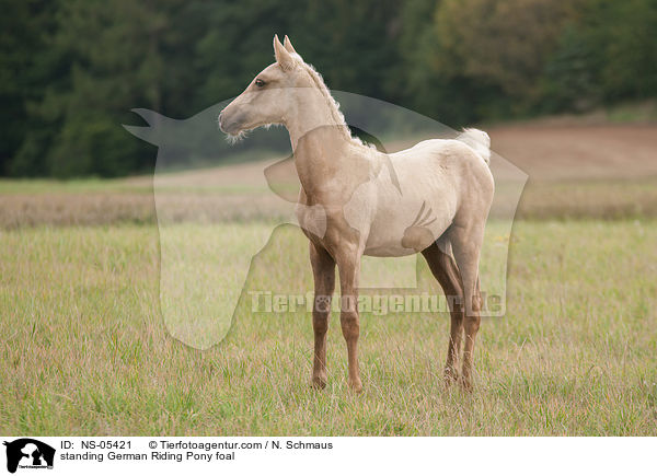 stehendes Deutsches Reitpony Fohlen / standing German Riding Pony foal / NS-05421
