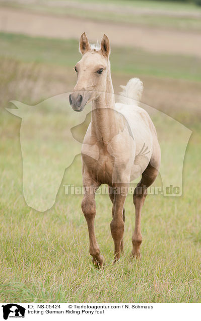 trabendes Deutsches Reitpony Fohlen / trotting German Riding Pony foal / NS-05424