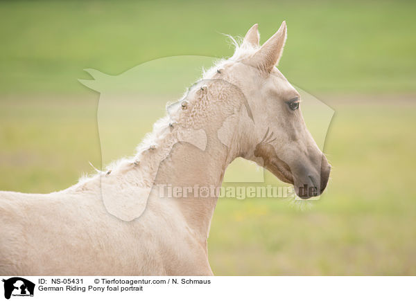 Deutsches Reitpony Fohlen Portrait / German Riding Pony foal portrait / NS-05431