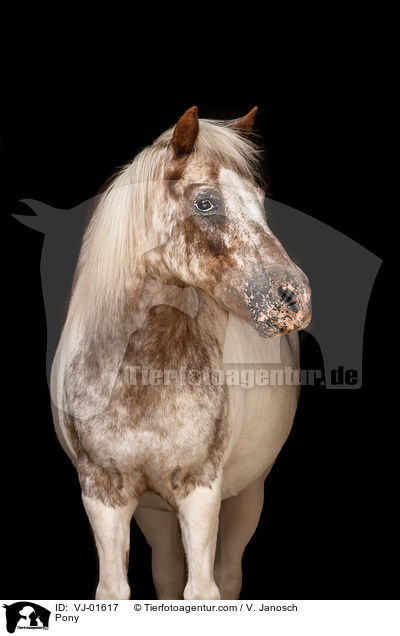 Pony / VJ-01617