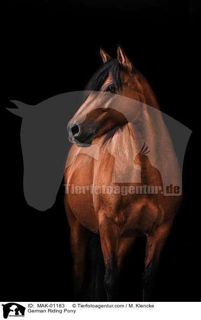 German Riding Pony / MAK-01183