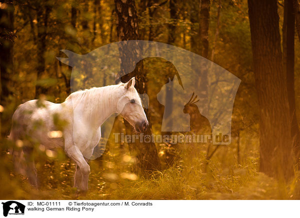 walking German Riding Pony / MC-01111