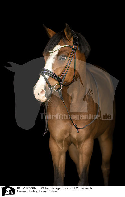 German Riding Pony Portrait / VJ-02392