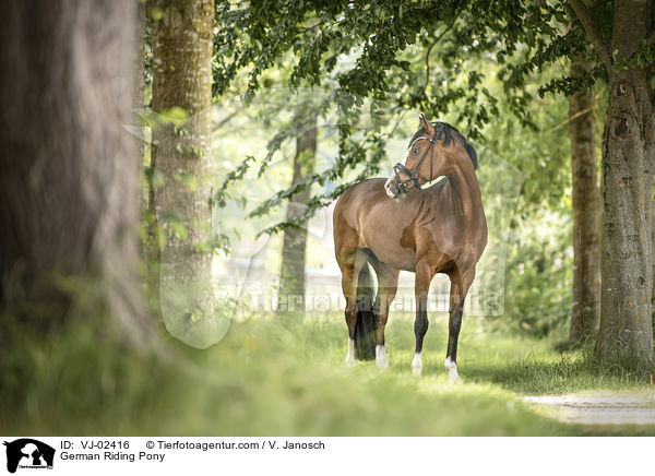 Deutsches Reitpony / German Riding Pony / VJ-02416