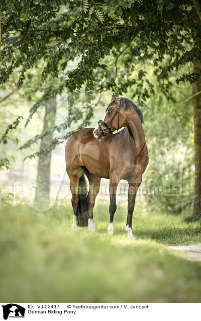 Deutsches Reitpony / German Riding Pony / VJ-02417
