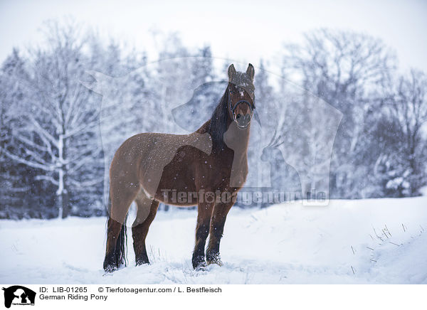 German Riding Pony / LIB-01265