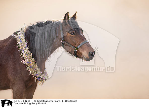 German Riding Pony Portrait / LIB-01269