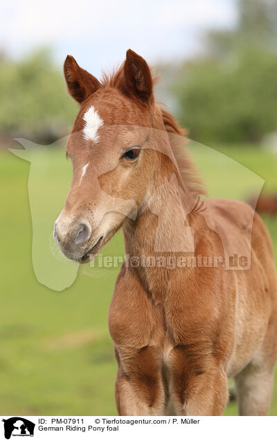 German Riding Pony foal / PM-07911
