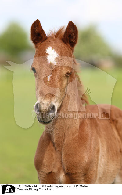 German Riding Pony foal / PM-07914