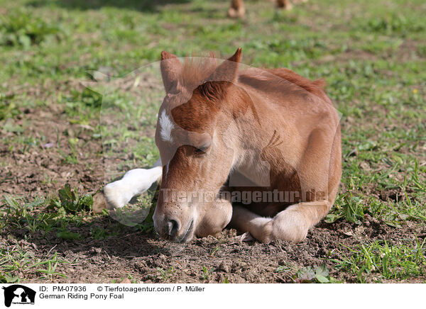 German Riding Pony Foal / PM-07936