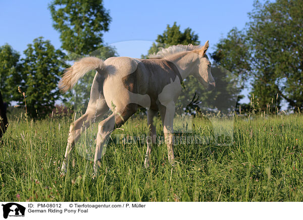 German Riding Pony Foal / PM-08012