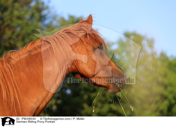 Deutsches Reitpony Portrait / German Riding Pony Portrait / PM-08030