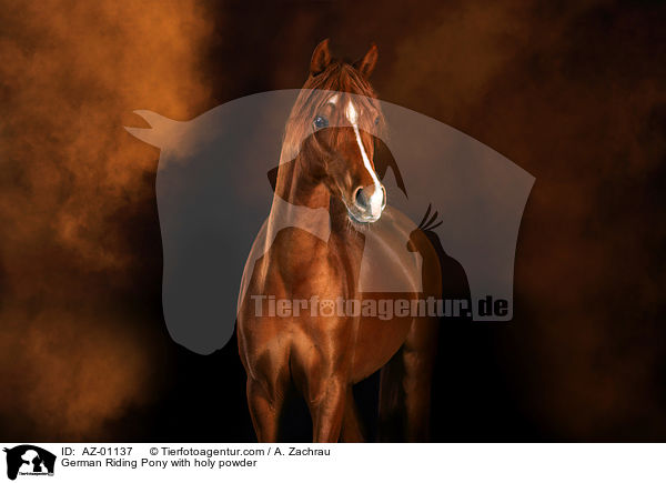German Riding Pony with holy powder / AZ-01137
