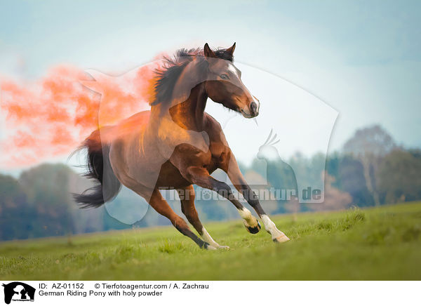 German Riding Pony with holy powder / AZ-01152