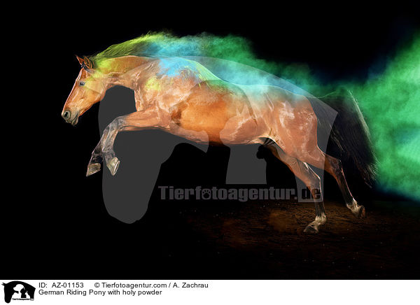 German Riding Pony with holy powder / AZ-01153