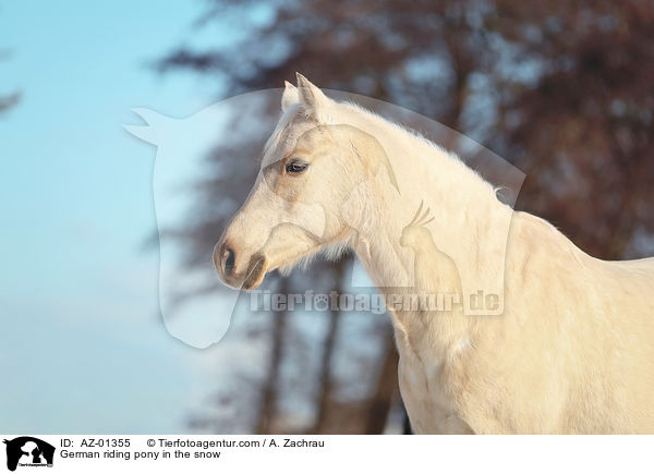 Deutsches Reitpony im Schnee / German riding pony in the snow / AZ-01355