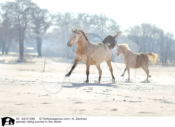 german riding ponies in the winter / AZ-01389