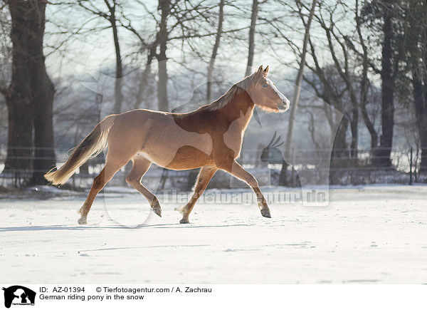 German riding pony in the snow / AZ-01394