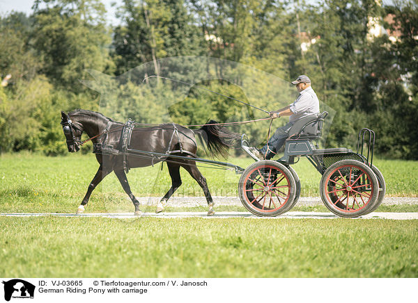 German Riding Pony with carriage / VJ-03665