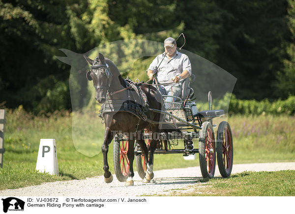 German Riding Pony with carriage / VJ-03672