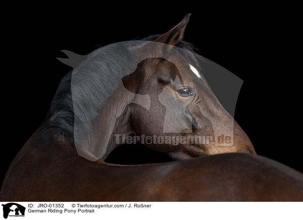 German Riding Pony Portrait / JRO-01352