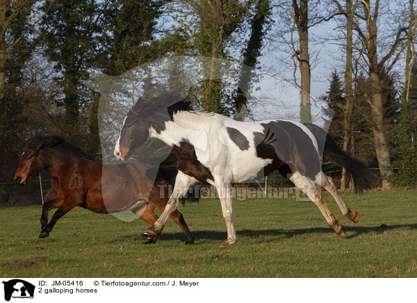 2 galoppierende Pferde / 2 galloping horses / JM-05416