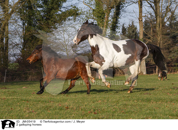 2 galloping horses / JM-05419