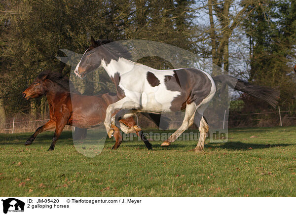 2 galloping horses / JM-05420
