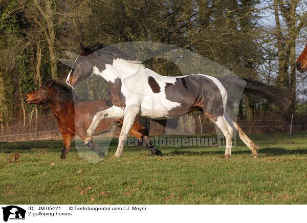 2 galoppierende Pferde / 2 galloping horses / JM-05421