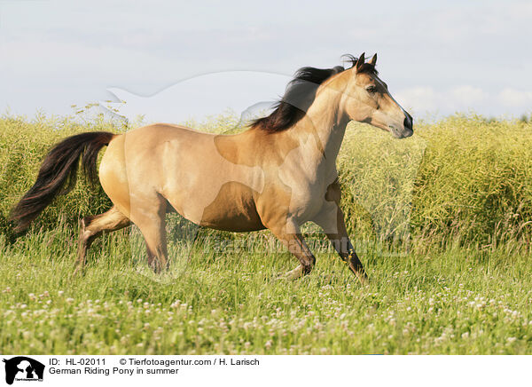 German Riding Pony in summer / HL-02011