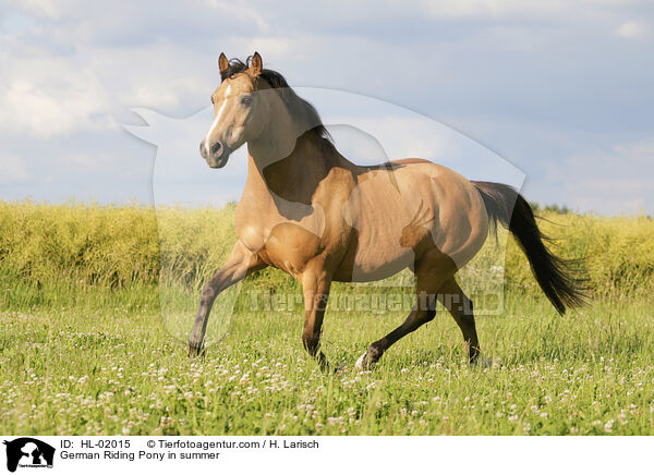 German Riding Pony in summer / HL-02015
